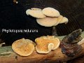 Phyllotopsis nidulans-amf1469